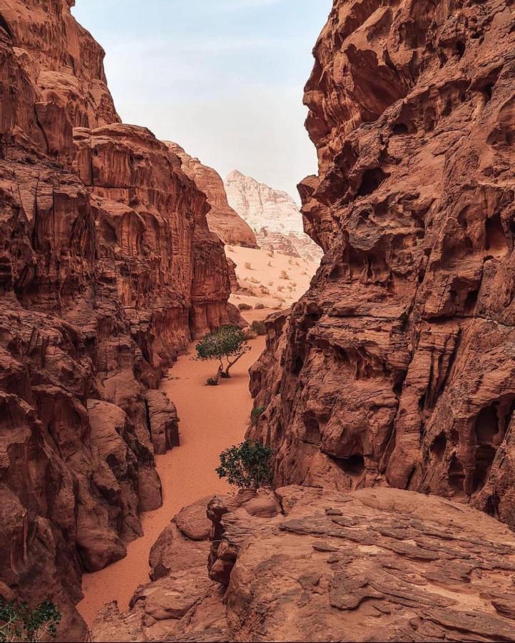 Wadi Rum Camp Exteriör bild