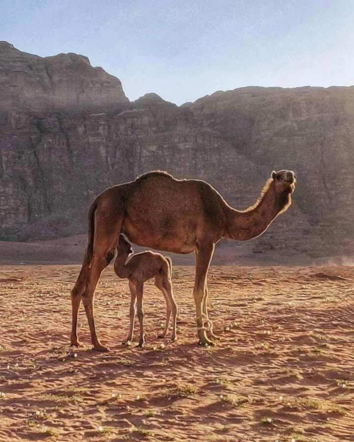 Wadi Rum Camp Exteriör bild